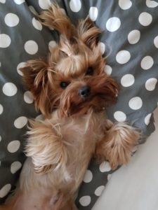 how to stop my yorkie from barking