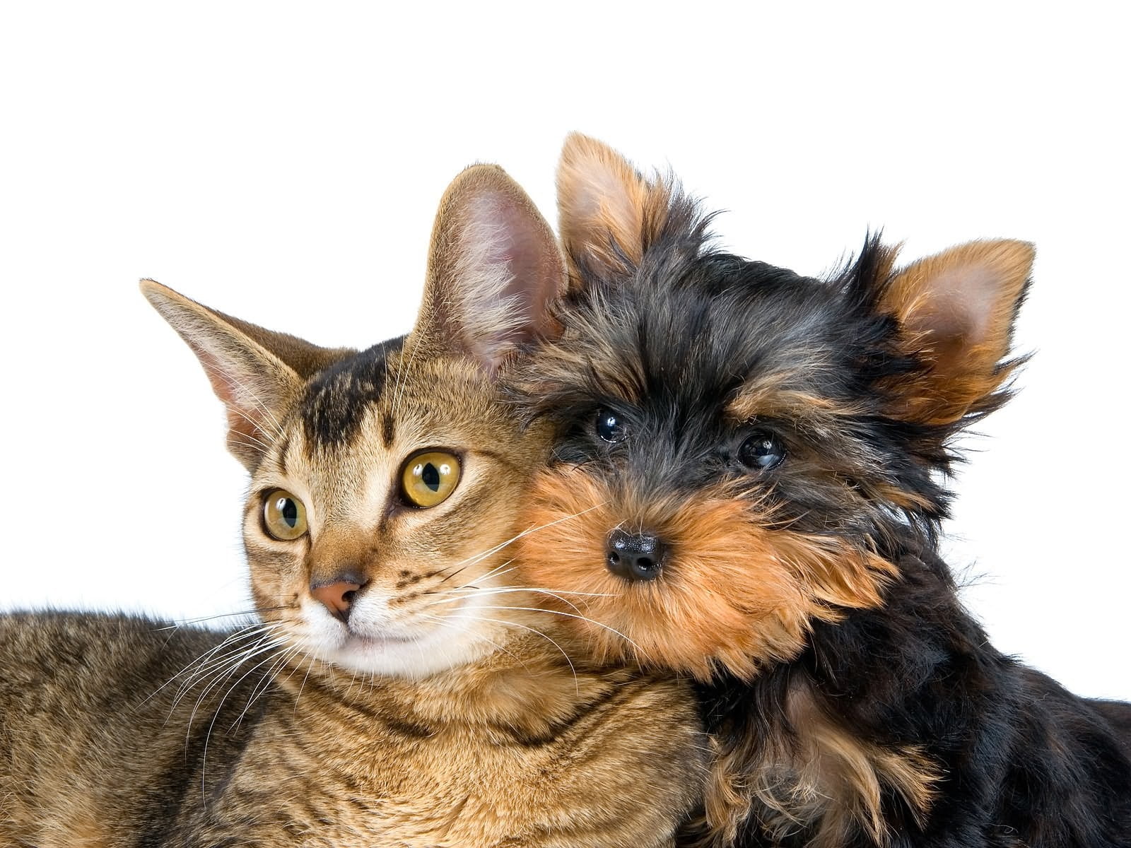Do Yorkies get along with cats \u0026 other 