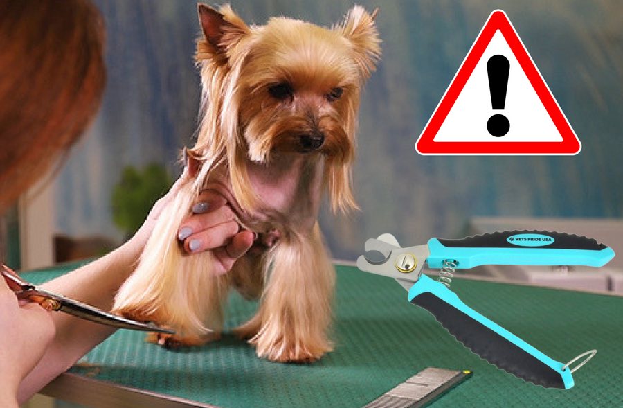 best dog grooming clippers for yorkies