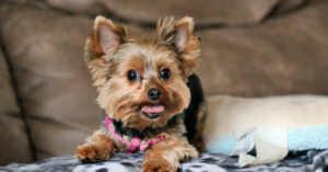 why do yorkies tongues hang out