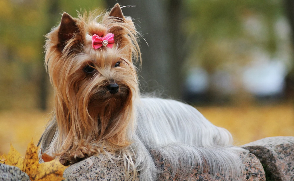 Do yorkies shed? From my own experience - Yorkiepage.com