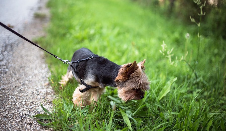 Your Yorkie Eats Poop: What You Need to 