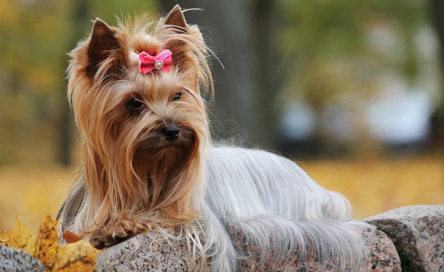 yorkshire terrier shed