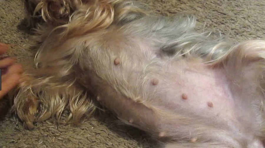 female dog swollen breasts not pregnant