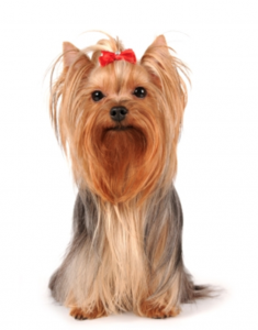 what is the difference between teacup yorkie and regular yorkie