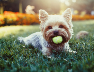 what is the difference between teacup yorkie and regular yorkie