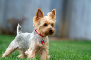 how big is a standard yorkie