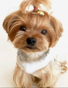 what is the difference between teacup yorkie and regular yorkie